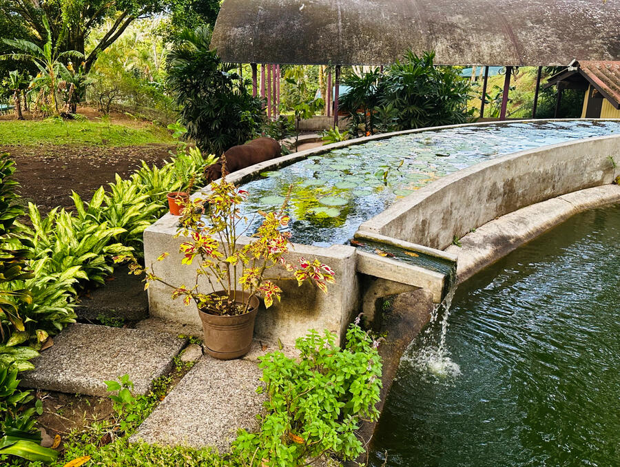 The koi pond in Costa Rica.