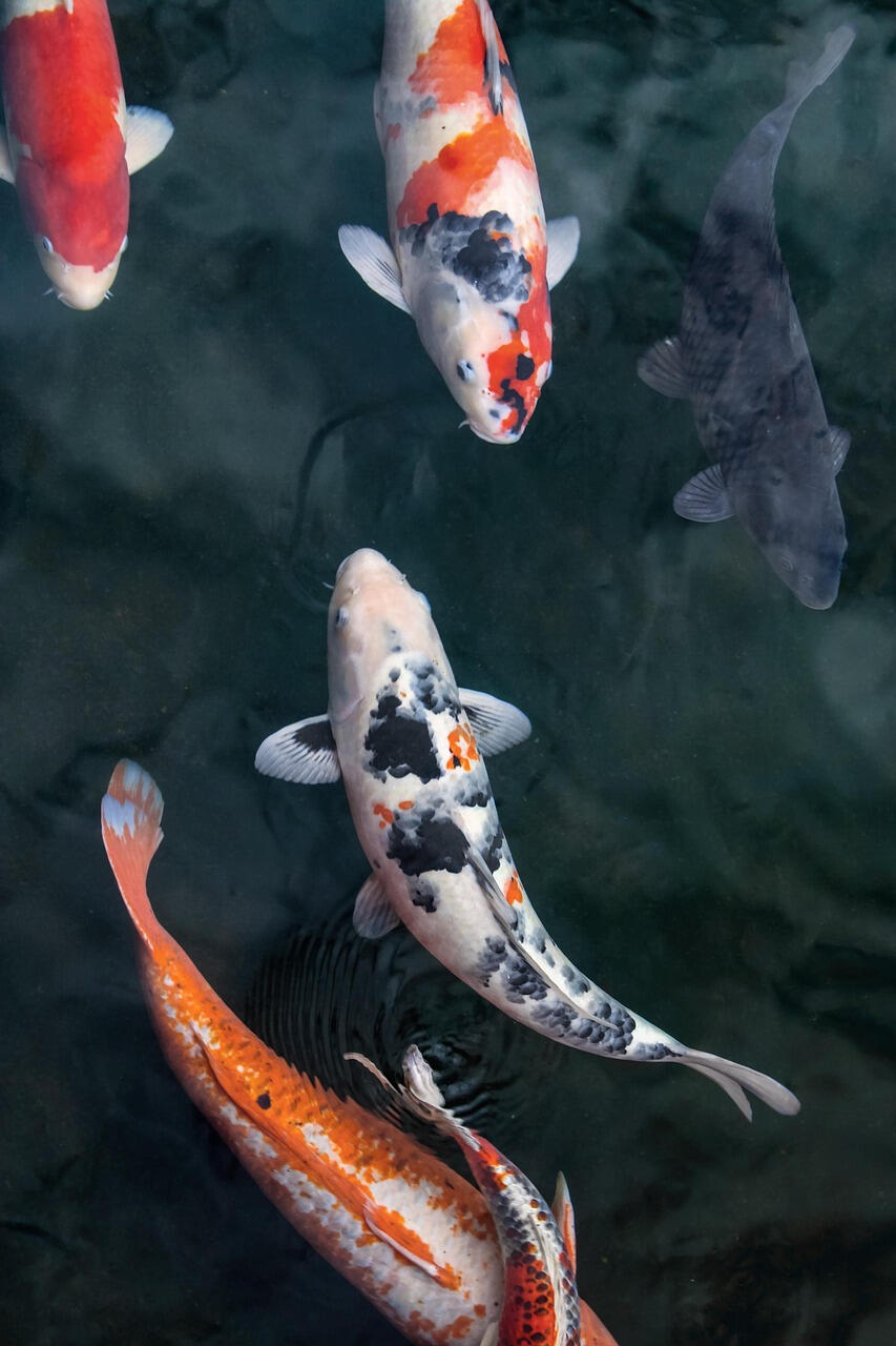 The koi pond in Costa Rica.